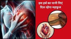 दिल की बीमारी से बचाव में रामबाण है अर्जुन की छाल, रोजाना पिएं इसका काढ़ा तो ब्लॉकेज रहेगा कंट्रोल, जानिए एक्सपर्ट की राय