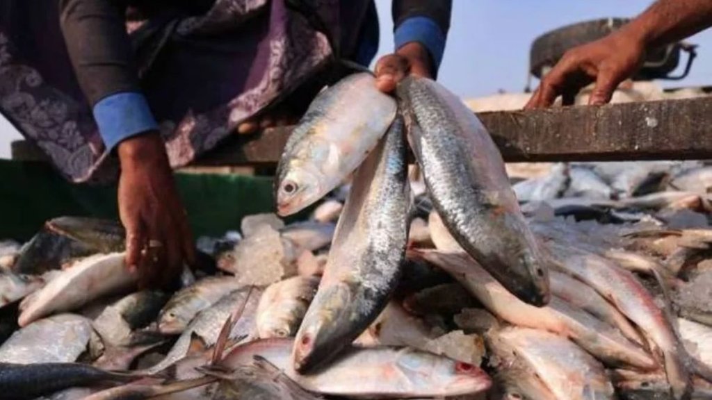 hilsa fish| india bangladesh trade| ilish fish