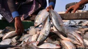hilsa fish| india bangladesh trade| ilish fish