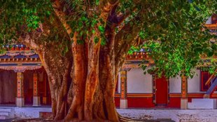 himachal pradesh | peepal tree | four lane road |