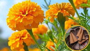 home made dhoop, homemade dhoop batti, how to make homemade dhoop