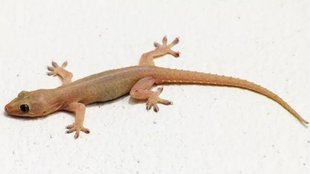 effective solutions to get rid of lizards | How to keep lizards away from the house | How to get rid of lizards without killing them