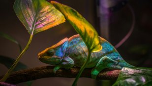 how do chameleons change color