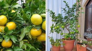 how to grow mosambi, grow mosambi at home , ghar par mosambi ka paudha