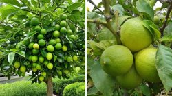 नींबू के पेड़ की ग्रोथ कैसे बढ़ाए? इन 5 तरीकों से कुछ ही दिनों में हरा-भरा हो जाएगा पौधा