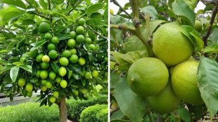 lemon tree growth, lemon tree care tips, how to grow lemon tree faster