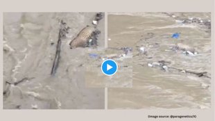 leopard dead, uttarakhand leopard video, uttarakhand leopard dead