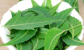 clean face with neem leaves, neem face pack