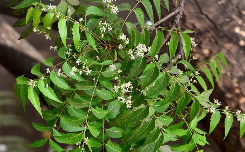 नीम फेस पैक तैयार करने के लिए सबसे पहले 10 से 15 ताजे नीम के पत्तों को धोकर अच्छे से साफ कर लें। अब इन पत्तों को आधा कप पानी में 5-7 मिनट तक उबालें। (Photo: Pinterest) चेहरे पर चाहिए गुलाबी निखार? घर पर ही इस तरह बनाएं चुकंदर का सीरम