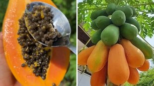 papaya seed face pack, acne and pigmentation