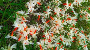 parijat flower face pack