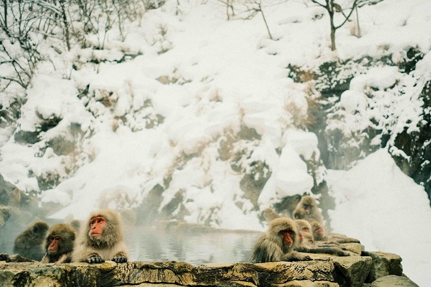 Japanese Macaques