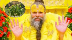 क्या एकादशी के दिन तुलसी तोड़ना और जल चढ़ाना है अशुभ? प्रेमानंद महाराज ने दूर किया संशय