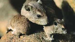 rat attack| indore airport| MP news