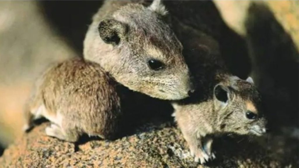 rat attack| indore airport| MP news