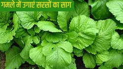सरसों का साग गमले में कैसे उगाएं? यहां पढ़ें स्टेप-बाय-स्टेप गाइड