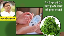 हर सुबह शीशम के पत्तों का सेवन किया जाए तो सेहत पर कैसा होता है असर, जानिए