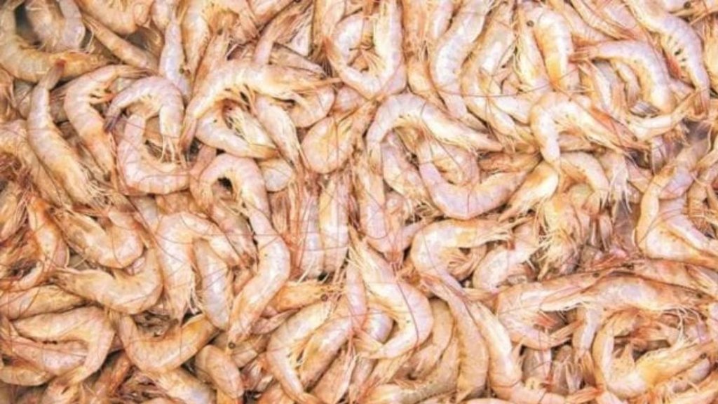 Andhra Pradesh shrimp export losses, US tariffs impact, N Chandrababu Naidu appeal,