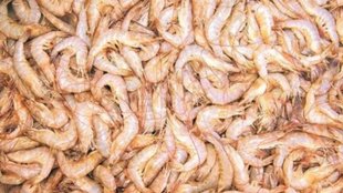 Andhra Pradesh shrimp export losses, US tariffs impact, N Chandrababu Naidu appeal,