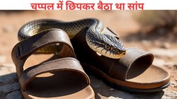 सॉफ्टवेयर इंजीनियर के साथ जो हुआ वो किसी के साथ न हो, ऑफिस से घर लौटते ही हुई मौत, चप्पल के अंदर छिपे कोबरा ने डसा