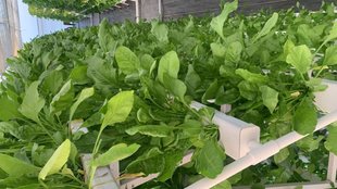 spinach farming, spinach , spinach growing at home