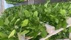 spinach farming, spinach , spinach growing at home