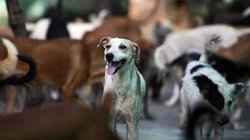 गौतमबुद्ध नगर: हर घंटे 20 लोगों को शिकार बना रहे कुत्ते, पालतू कुत्तों के मामलों में आंकड़ें भी डरा रहे