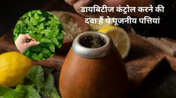 Basil Leaves: रोजाना खाली पेट तुलसी के 3-4 पत्तों को खाने से सेहत पर कैसा होता है असर, जानिए