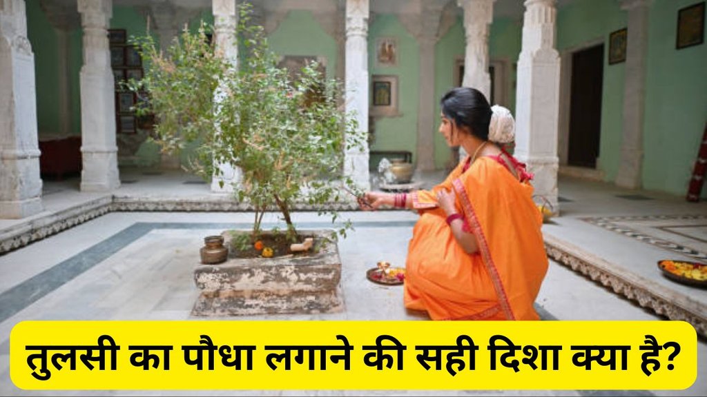 In which direction to plant a tusi plant, direction of a tusi plant, benefits of planting a tusi plant, remedies for a tusi plant, tricks of a tusi plant, where a tusi plant should be planted, benefits of planting a tusi plant , Spiritual News in Hindi, Hindu Rituals in Hindi, Religious News, वास्तु शास्त्र, वास्तु उपाय, Astrology Tips, vastu remedies, lucky Plants for Home, lucky Plants, Vastu Tips For Plants, tusi plant