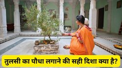 घर की इस दिशा में लगाएं तुलसी का पौधा, बदल जाएगा आपका भाग्य, मां लक्ष्मी होंगी बेहद प्रसन्न, जानिए क्या कहता है वास्तु शास्त्र
