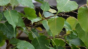 vastu rules of pipal tree, rules of pipal tree, pipal tree vastu rules, pipal tree rules, pipal tree, pipal ka pedh kaise hatayen, how to remove pipal tree from home, पीपल के पेड़ का क्या करें, घर में पीपल का पेड़ उगने पर क्या करें, पीपल का वृक्ष, peepal ke ped ke upay, how to remove peepal tree from wall,