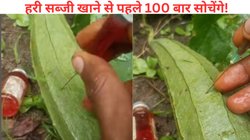 अपनी जान के साथ खिलवाड़? महिलाएं बाजार से सब्जी खरीदते समय रहें सावधानी; खेत का यह Viral Video देख पैरों तले खिसक जाएगी जमीन