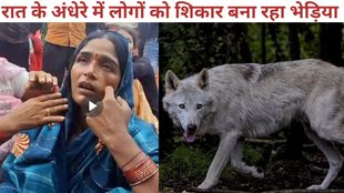 Bahraich News, Wolf Attack, Wolf attack on child