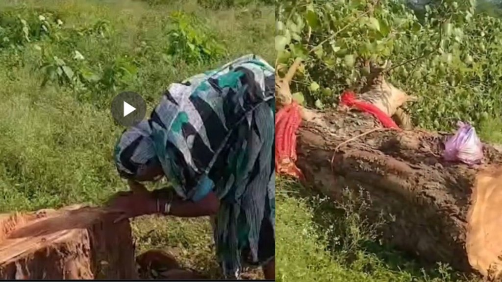 Viral Video, Mother, peepal, tree