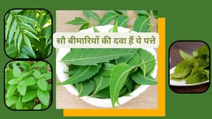 Neem leaves benefits, Parijat leaves health benefits, Tulsi leaves for immunity, Guava leaves for health, Herbal leaves for strong body, Natural remedies for health,