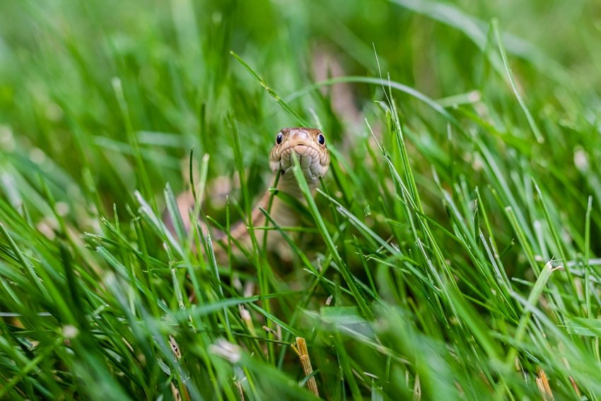 7 Smells Snakes Hate Keep Them Away from Your Home Instantly