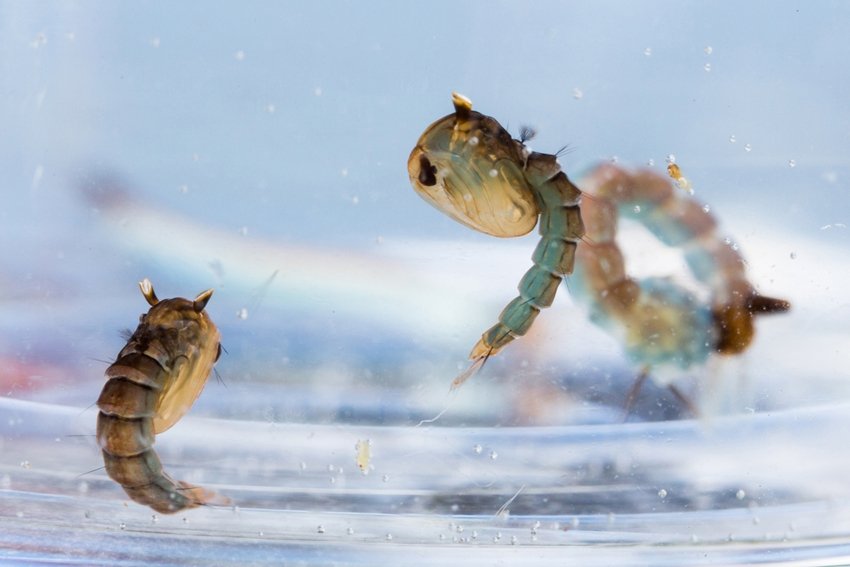 A Place Where Mosquitoes Do not Exist The Mystery of Iceland