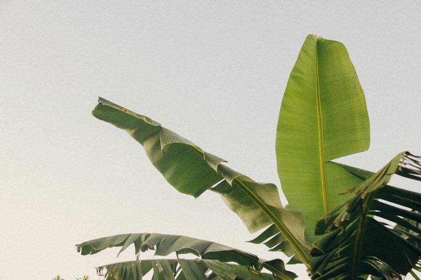 Banana Leaves How They Promote Digestion Immunity and Glowing Skin