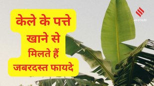 Banana leaves for beauty and wellness