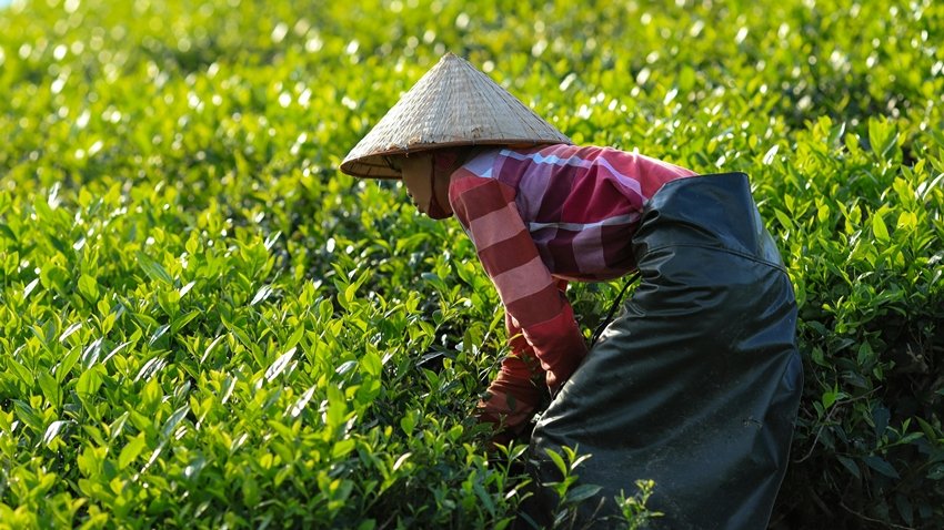 Big Red Robe tea