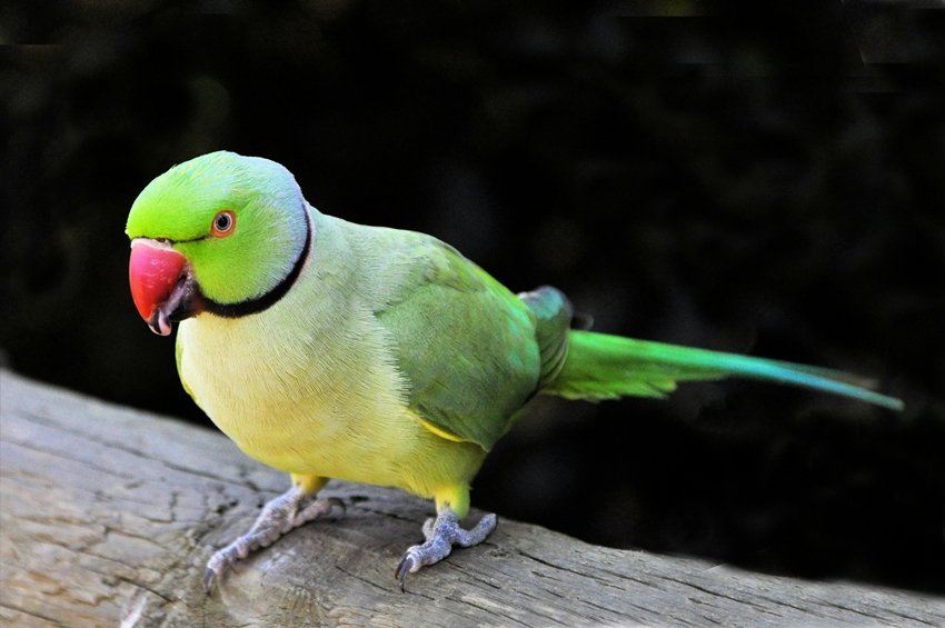 Bird Nest in House Vastu and Spiritual Meaning Explained