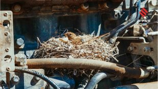Birds that bring good luck and happiness at home