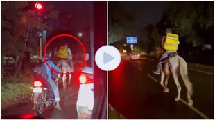 Blinkit Video Viral, Blinkit Delivery boy, Delivery boy horse, horse video viral,