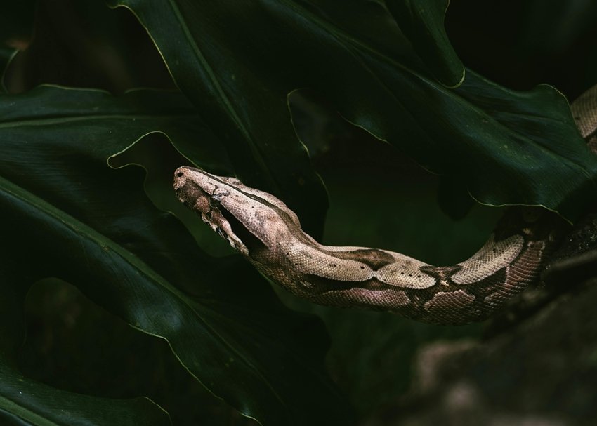 Boa constrictor