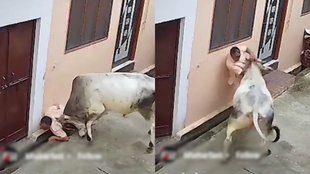 Bull attack Viral Video, Muzaffarnagar, UP News