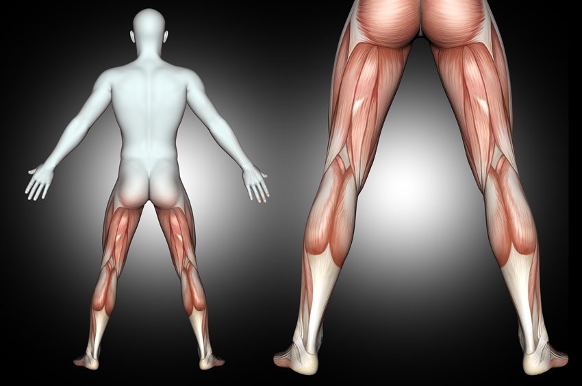 Calf Muscles Work Like the Heart