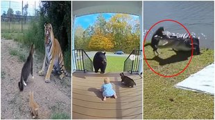 Cat Fight with tiger, bear and Chrocodile, video viral, viral video, trending video,