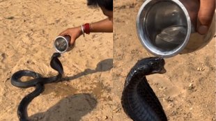 Cobra Viral Video, Viral Video, Trending Video