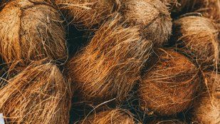 Coconut husk in potting mix
