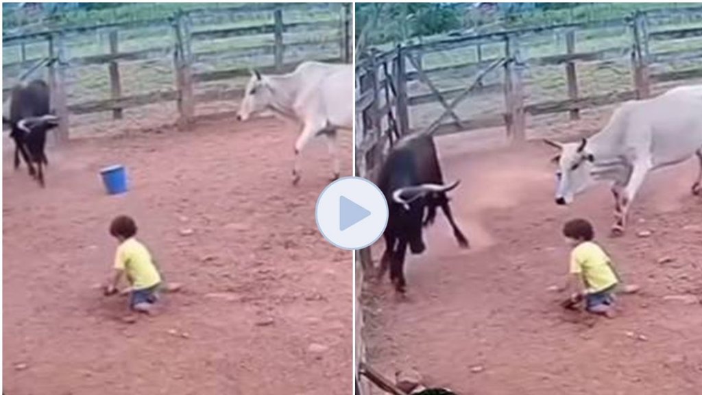 Cow Saved Child, Viral Video, Video Viral, Trending Video,